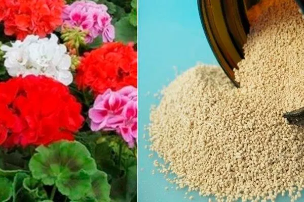 Дрожжи как удобрять пеларгонию13