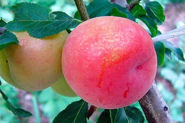 Дынная посадка алычи222