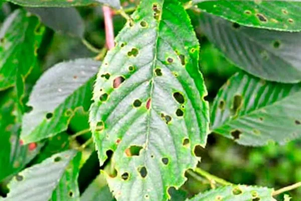 Дырчатая пятнистость болезни алычи4