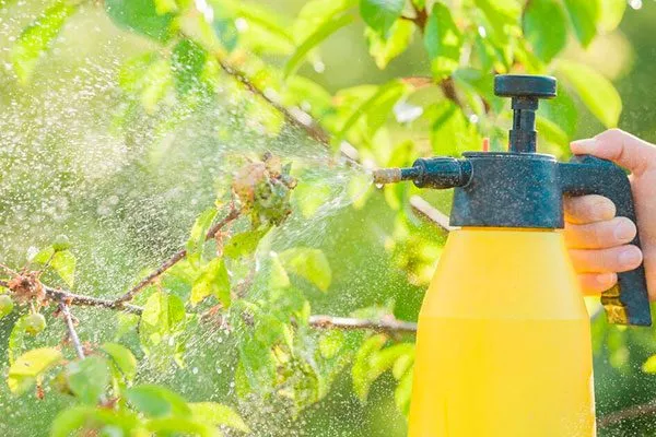 Эфирные масла