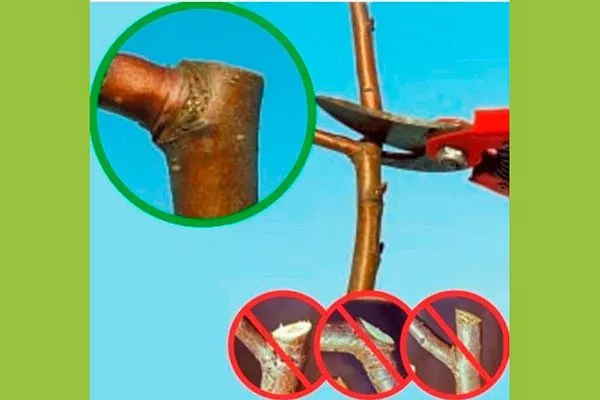 перевод Обрезка яблони6