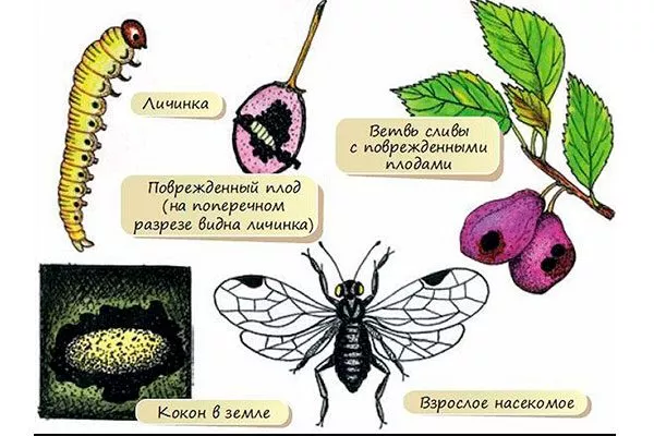 фазы развития способы борьбы22