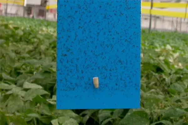 Феромонные трипсы25