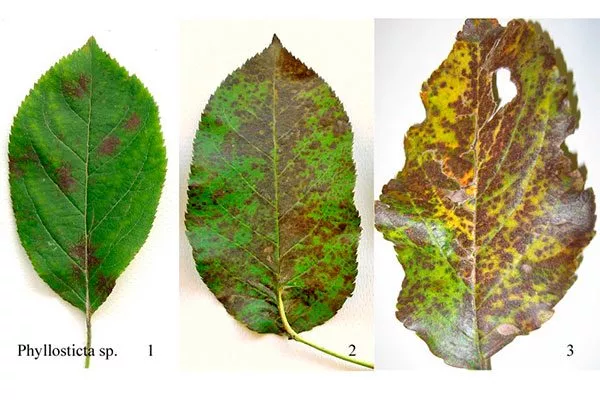 Филлостиктозная пятнистость Болезни вредители ирги26