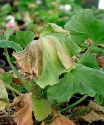 фитофтороз болезни у пеларгонии26