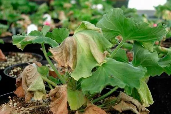 фитофтороз болезни у пеларгонии26