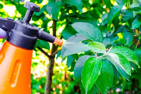 Фолиарное питание Чем подкормить хурму14