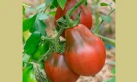 форма плодов томатов Винный кувшин21