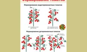 Формирование кустов томатов Винный кувшин22