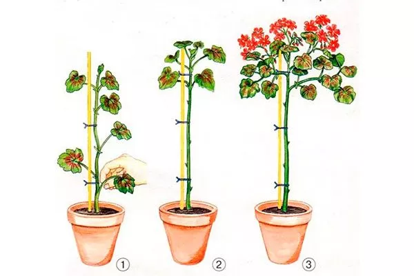 Формирование штамбового растения Формирование герани26