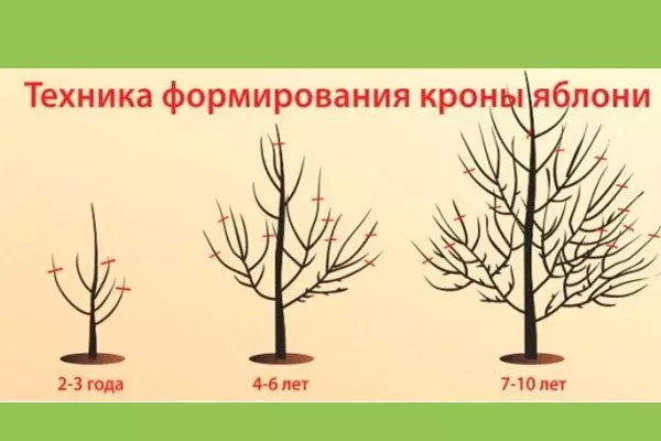 формировка кроны 1 яблони