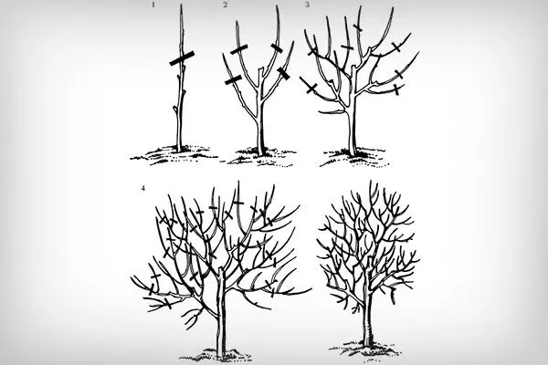 Формирующая Обрезка хурмы22