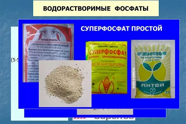 Фосфорные (например, простой или двойной Суперфосфат) уход за грушей59