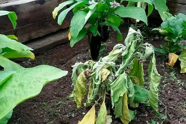 Фузариозное увядание Паутинный клещ35