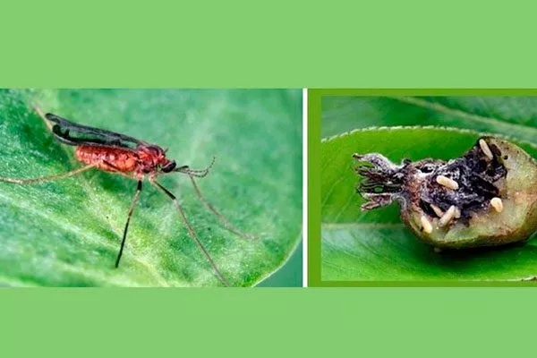 галлицы уход за грушей12