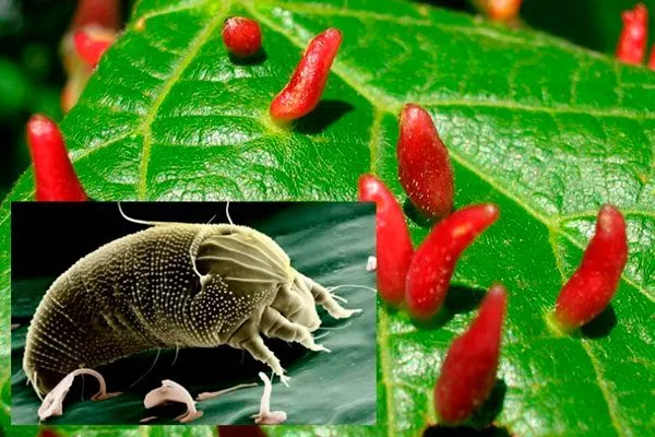 галлового клеща уход за грушей13