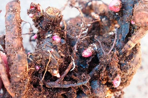 галловые нематоды сохнут бутоны пиона2