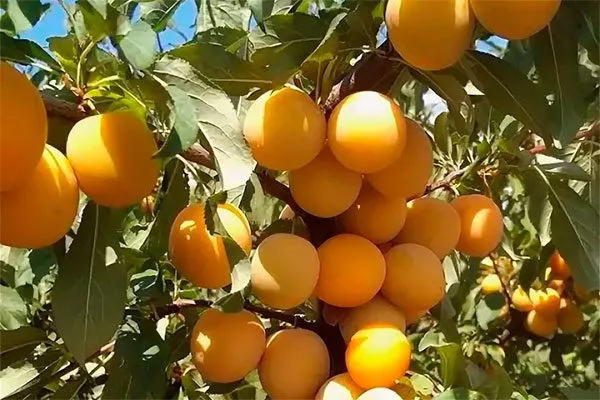 Гек посадка алычи5