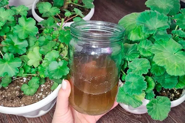 герань зимой как удобрять пеларгонию12