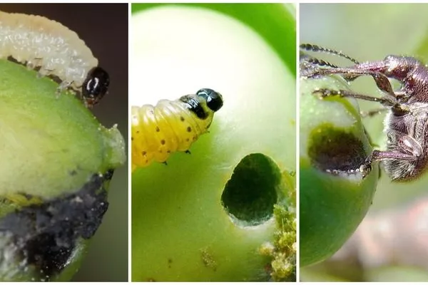 вредители яблони