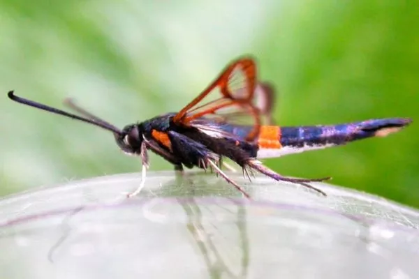 стеклянница на яблоне