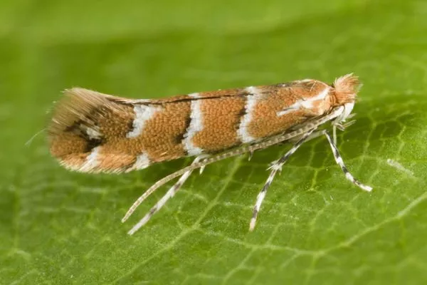 минирующая моль