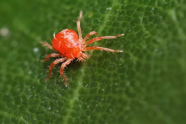 клещ на яблоне