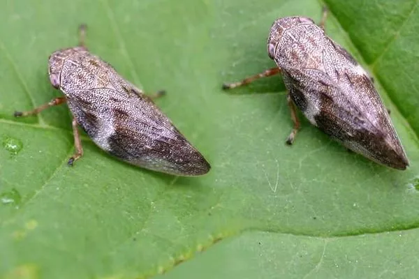 пенница слюнявая