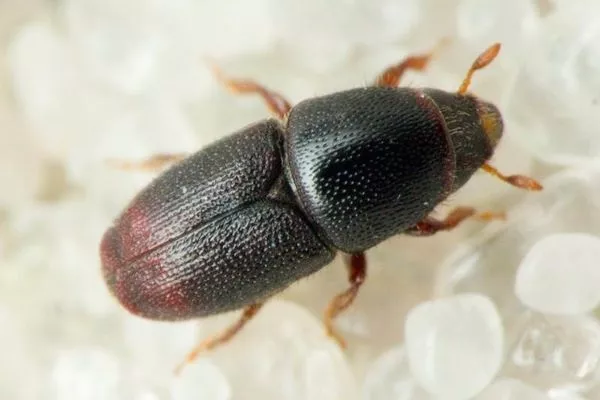 морщинистый жук-короед