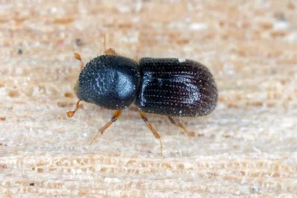 короед западный