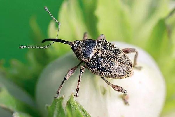 цветоед на цветке яблони