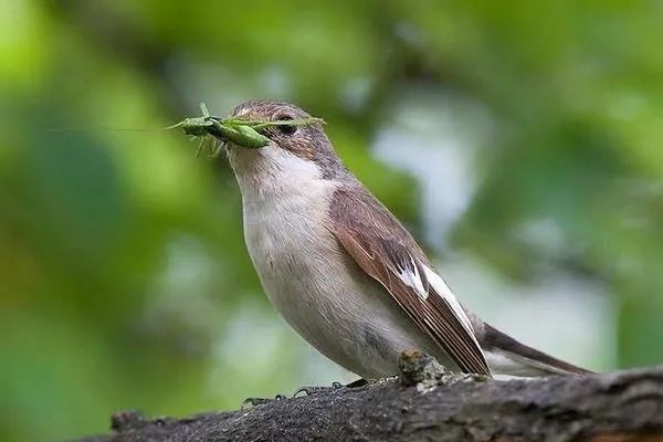 птицы помогают бороться с жуками на яблоне