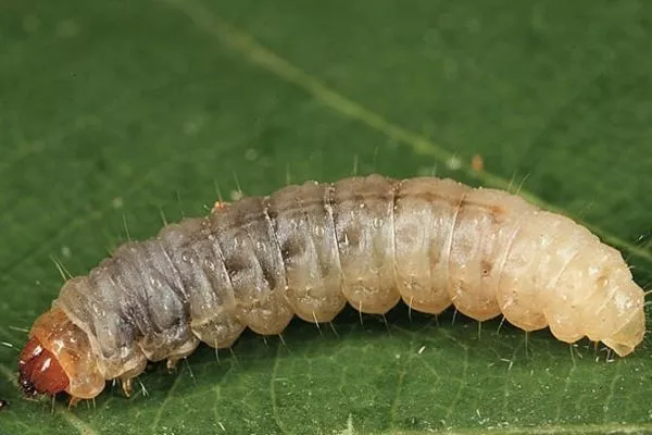 плодожорка