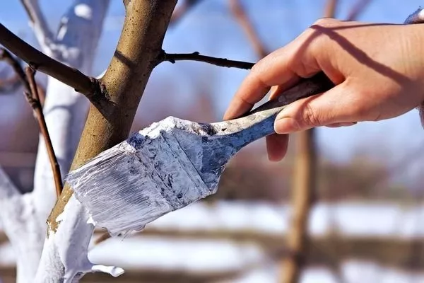 побелка яблони осенью защищает дерево от паразитов