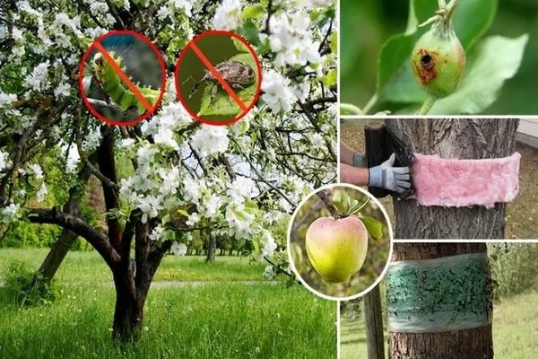 установка поясов и клеевых ловушек на яблоне весной