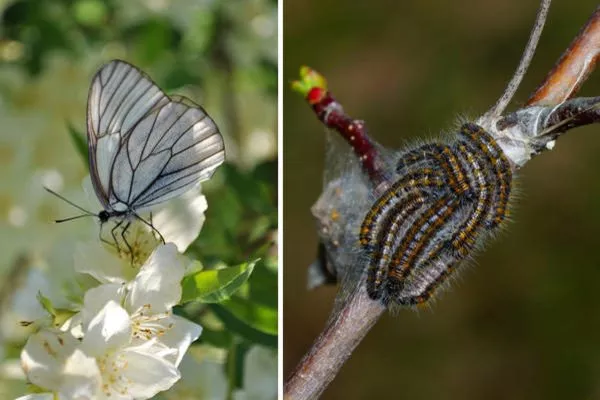 боярышница на яблоне