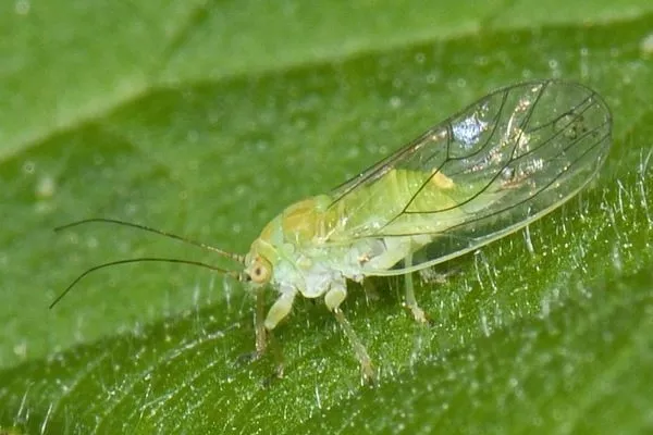 медяница на яблоне