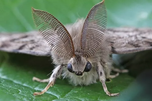 шелкопряд на яблоне