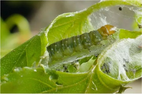 листовёртка на яблоне