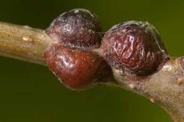 женские особи щитовки