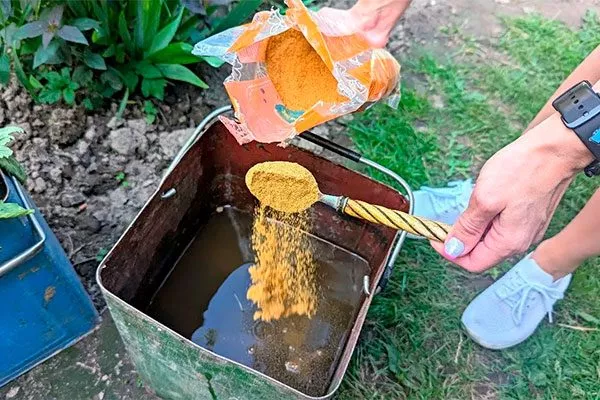 Горчичный настой меры борьбы7