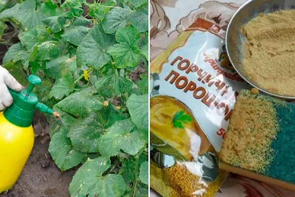 горчица Паутинный клещ2