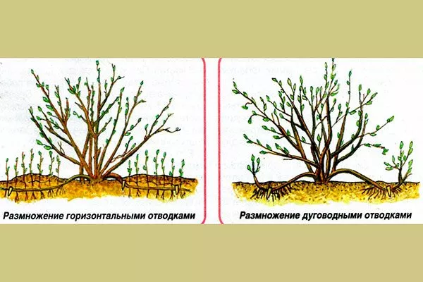 Горизонтальные или дуговые отводки Размножение ирги4