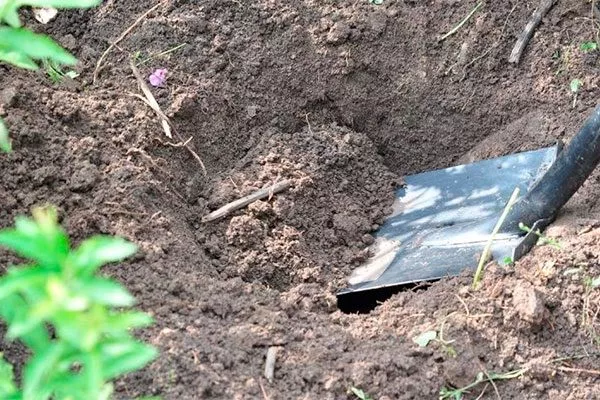 Готовим посадочную яму пересадка пионов7