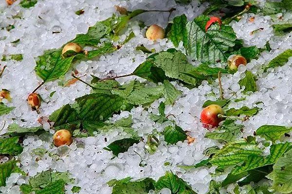 град Осыпание сливы8