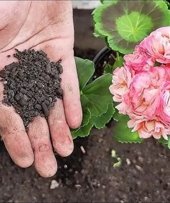 идеальная почва для пеларгонии