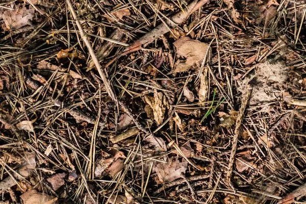 хвойная земля в лесу