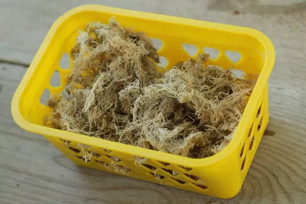 мох сфагнум