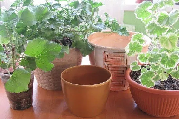 горшок для пеларгонии