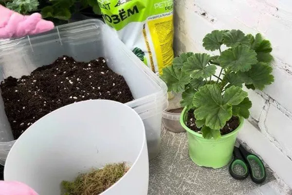 посадка пеларгонии в правильный грунт